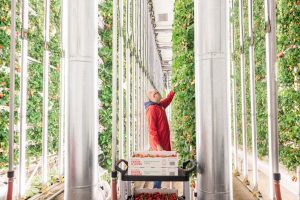 Ferme d'Hiver vertical farm strawberries Winter Farm