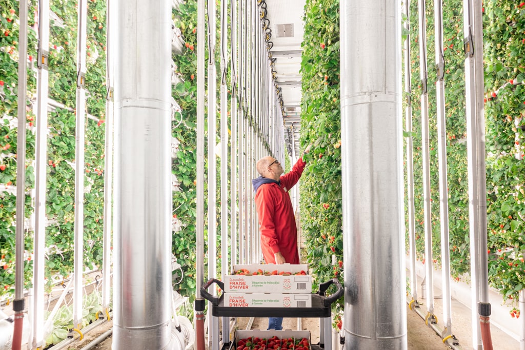 Winter Farm raises $46M to scale up its production and position itself amongst the leaders of the global vertical farming industry